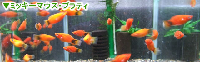 水槽セット