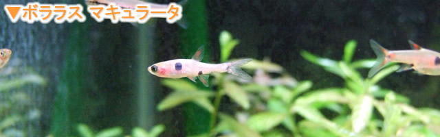 水槽セット