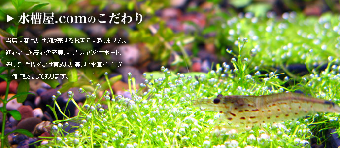 ���岰.com�Τ������