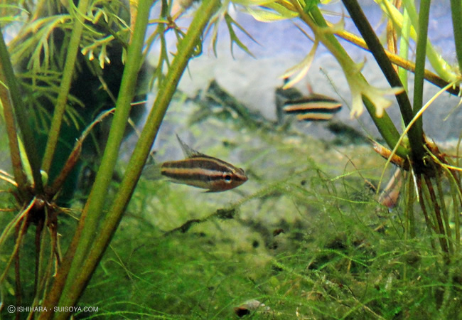 �ꥳ�ꥹ������ߡ�