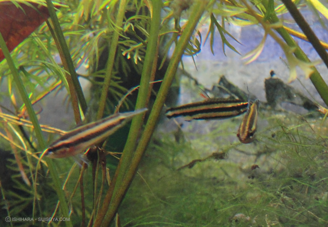 �ꥳ�ꥹ������ߡ�