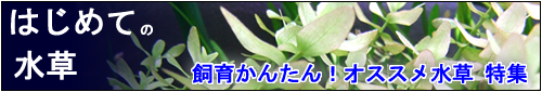 Ǯ�ӵ� ���� ����
