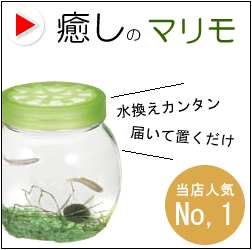 Ǯ�ӵ� �ޥ��