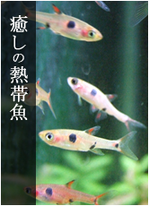 Ǯ�ӵ� ���� ����