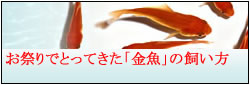 Ǯ�ӵ� ���� ����