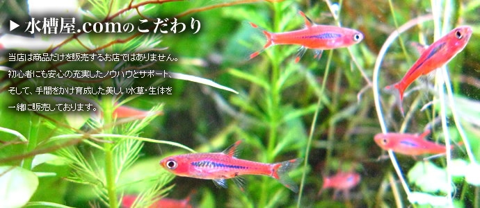���岰.com�Τ������
