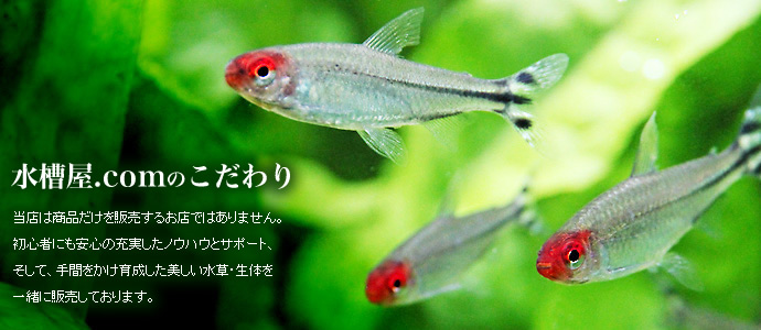 ���岰.com�Τ������