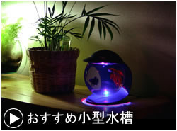 Ǯ�ӵ� ����