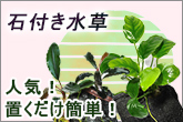 石付き水草